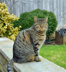 Tabby Cat relaxing on a wall.