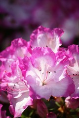 Beautiful azaleas in spring