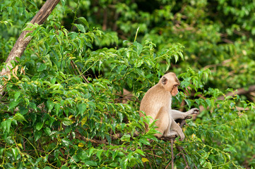 Monkey waiting for and looking for chance to stolen food in an island of andaman sea ,thailand. Lipe island.