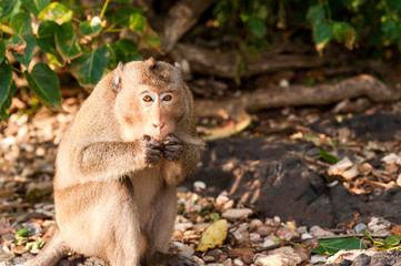 Monkey waiting for and looking for chance to stolen food in an island of andaman sea ,thailand. 