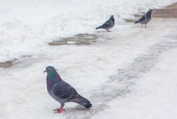 pigeons on snow