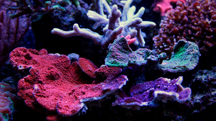 Fototapeta premium Montipora Coral mixed colors 
