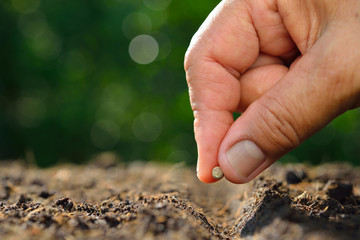 Farmer's hand planting a seed in soil