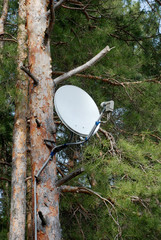 satellite dish on a tree