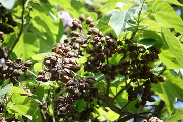 Fruits of paulownia