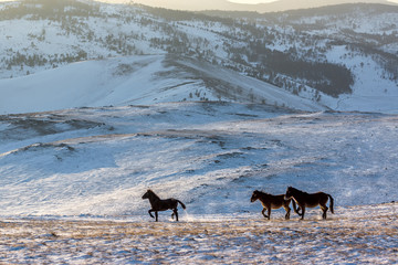 wild horses grazing in the snow-covered steppe Tazheranskaya