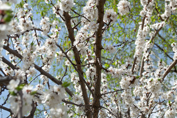 Cherry blossom