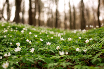 Blooming flowers in sunny green spring forest