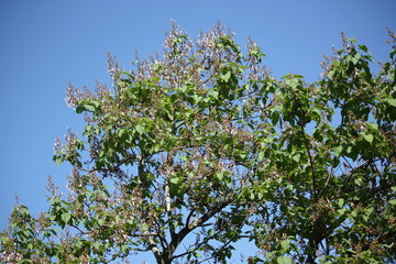 Paulownia tomentosa under blue sky in spring