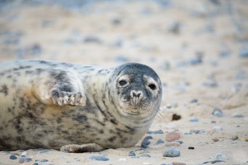 Young atlantic Grey Seal portrait