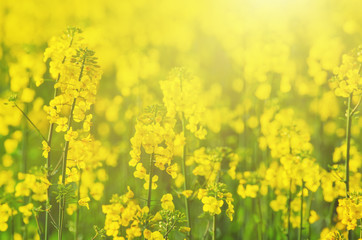 Rapeseed field with yellow flowers, natural agricultural eco sunny spring background