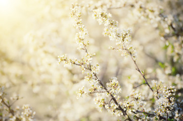 Spring seasonal background with blooming plum tree branches and sun rays, natural seasonal floral background