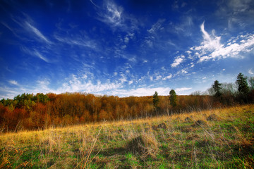 Beautiful landscape with grass, trees, sky and sun.