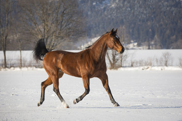 Plakat Braune Quarter Horse Stute im Schnee