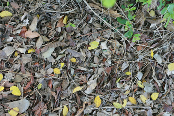 Dried leaves on the ground, for texture and background