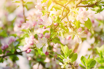 Apple tree flower blossoming at spring time, floral sunny natural background