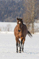 Fototapeta na wymiar Braune Quarter Horse Stute im Schnee