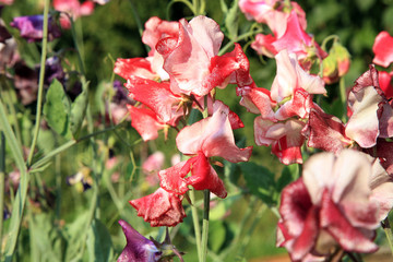 Eco rustic decoration in herb garden home. Sweet pea.