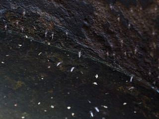 Mosquito in Concrete pipe