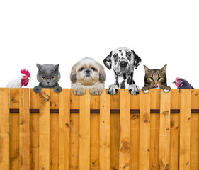 dogs, cats, chicken and cock look through a fence - 107742666
