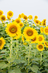 Obraz premium Sunflower field