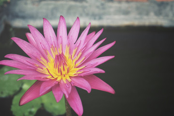 lotus flower