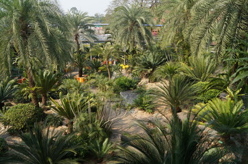 Экзотический парк вечно-зелёных растений Нонг-Нуч в Таиланде.