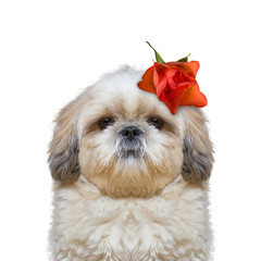 dog's head decorated with beautiful rose