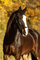 Shire Horse im Herbst