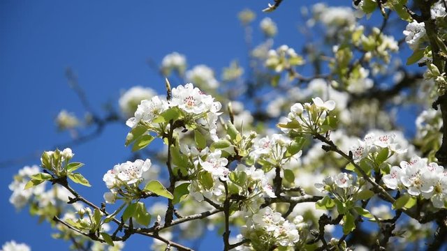 Pear tree in flower