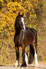 Shire Horse im Herbst