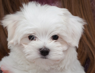 Maltese Puppy