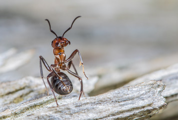 eine Rote Waldameise nimmt eine drohende Haltung ein