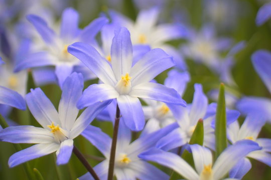 Gew&ouml;hnliche Sternhyazinthe (Chionodoxa luciliae)