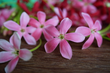 Naklejka na ściany i meble beautiful spring pink floral on wood background 