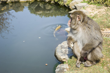 Monkey Park at Arashiyama during the Sakura Season and Hanami in Kyoto, Kansai, japan on April 2016
