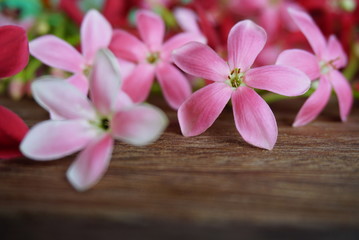 Obraz na płótnie Canvas beautiful spring pink floral on wood background 