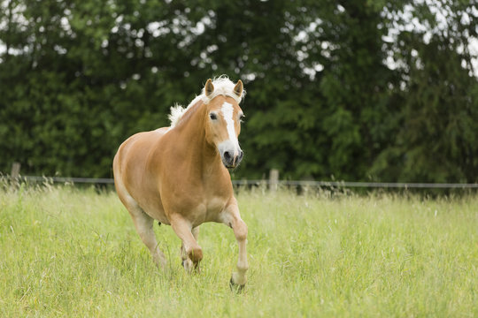 Haflinger Stute auf Weide