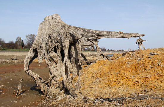 stumps of dead trees with revealed roots on the bottom of drying pond