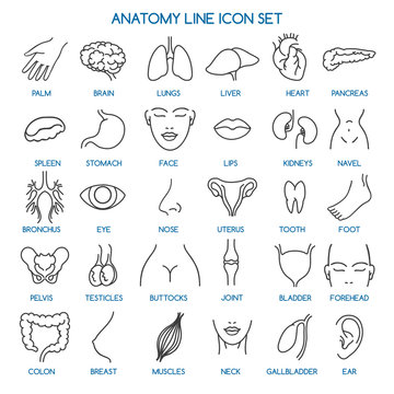 Anatomy line icons. Human body parts line icons and human anatomy signs. Vector illustration