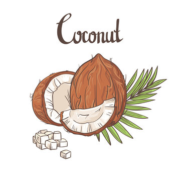 Coconut background. Vector illustration.