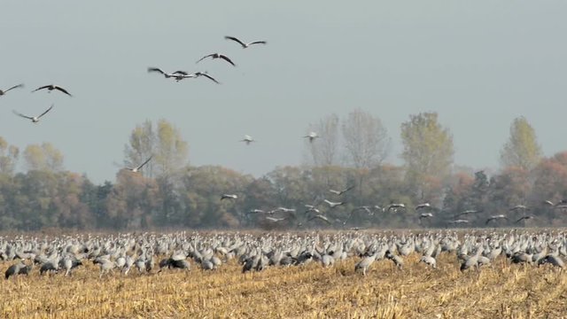 flog of common crane during autumn bird migration resting on a field in Havelland (Brandenburg, Germany. 