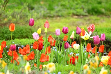 Obraz premium Multicolored tulips flowers in botanical garden