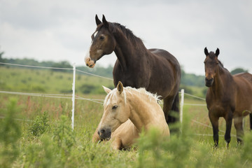 Warmblut Pferde auf Weide