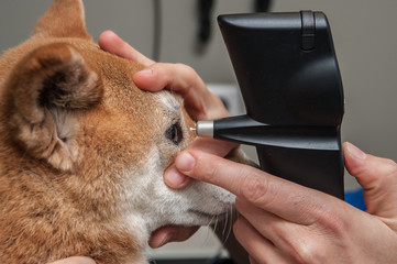 Ophtalmologie vétérinaire, il est possible de traiter et ainsi préserver les yeux des animaux...