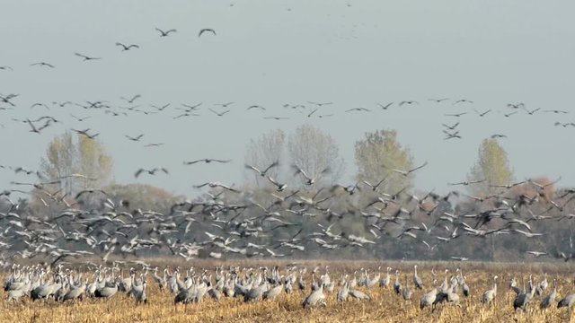 flog of common crane during autumn bird migration resting on a field in Havelland (Brandenburg, Germany. 
