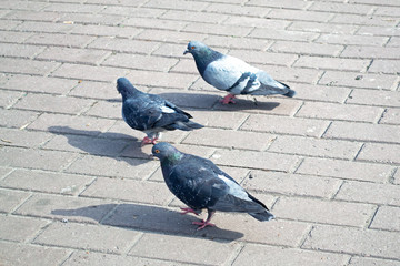 three pigeons