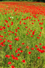 Fototapeta premium Field of red Poppy