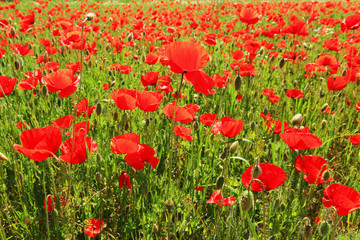 Obraz na płótnie Canvas Field of red Poppy