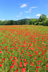 Field of red Poppy